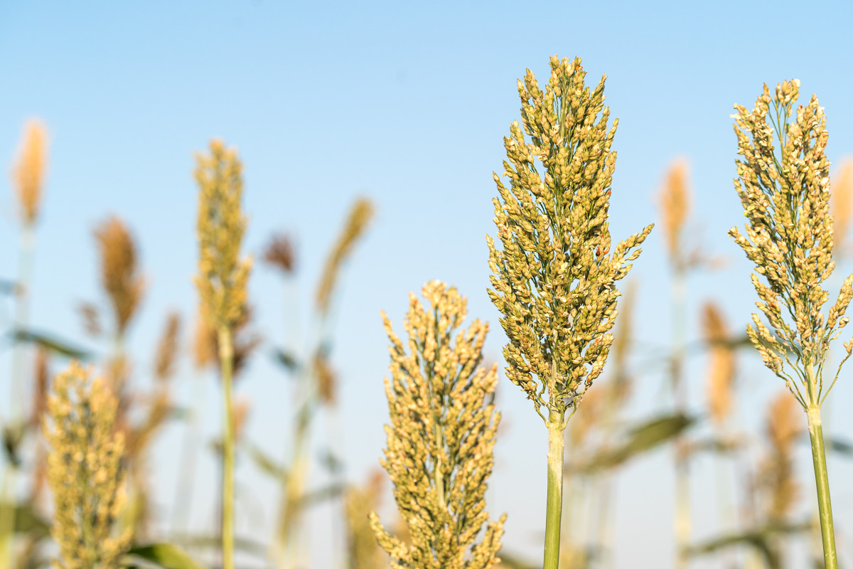 How will farmers earn more in the face of climate change