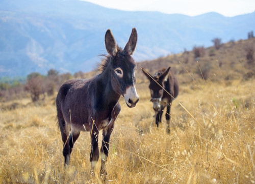 Delegation discusses setting up of Donkey Conservation Park with LG